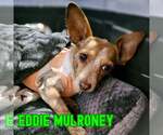 Small #4 Dachshund Mix