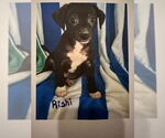 Small #1 Mutt