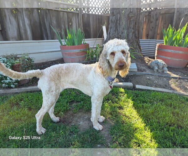 Medium Photo #2 Labradoodle Puppy For Sale in Clovis, CA, USA