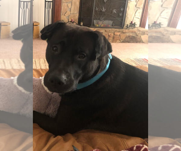 Medium Photo #3 Labrador Retriever-Unknown Mix Puppy For Sale in Atlanta, GA, USA