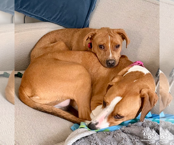 Medium Photo #9 Beagle-Unknown Mix Puppy For Sale in Washington, DC, USA