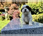 Small Photo #24 Shih Tzu Puppy For Sale in HAYWARD, CA, USA