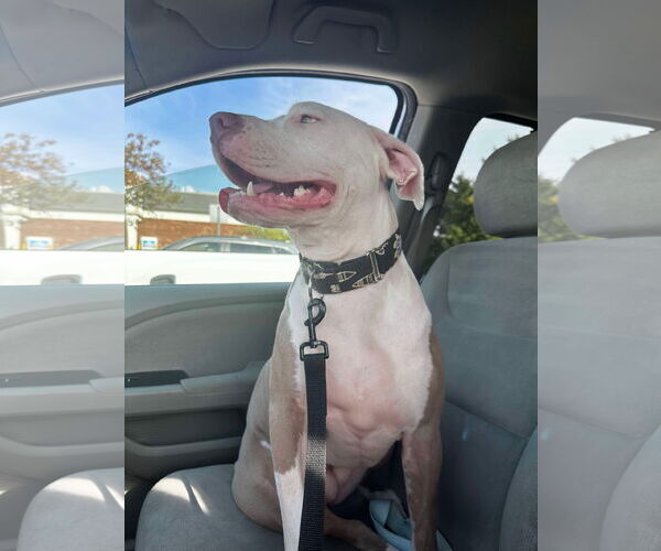 Medium Photo #18 American Pit Bull Terrier-Unknown Mix Puppy For Sale in Germantown, OH, USA