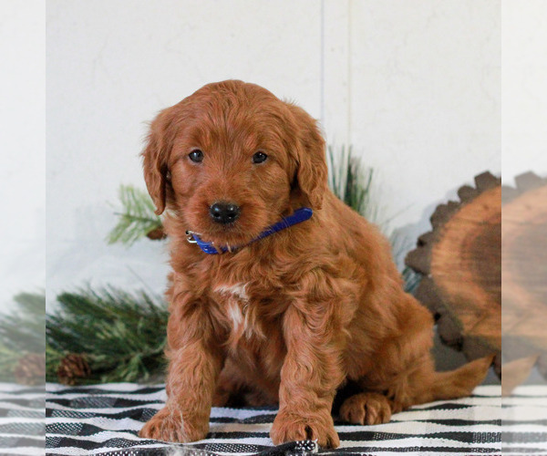 Medium Photo #1 Goldendoodle Puppy For Sale in LITITZ, PA, USA
