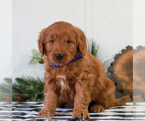 Goldendoodle Puppy for sale in LITITZ, PA, USA