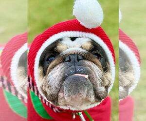 Bulldog-Unknown Mix Dogs for adoption in West Cornwall, CT, USA