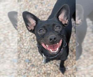 Chihuahua Dogs for adoption in Brighton, CO, USA