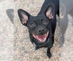 Small Chihuahua