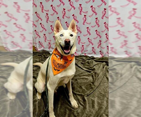Medium Photo #1 Siberian Husky-Unknown Mix Puppy For Sale in Placerville, CA, USA