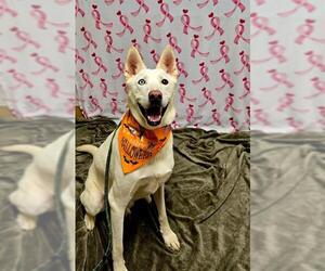 Medium Siberian Husky Mix