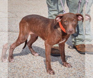 Reece - Female American Staffordshire Terrier-Chocolate Labrador retriever Mix Dog for Adoption - Photo #3