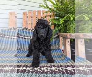 Poodle (Toy) Puppy for sale in CLARE, MI, USA