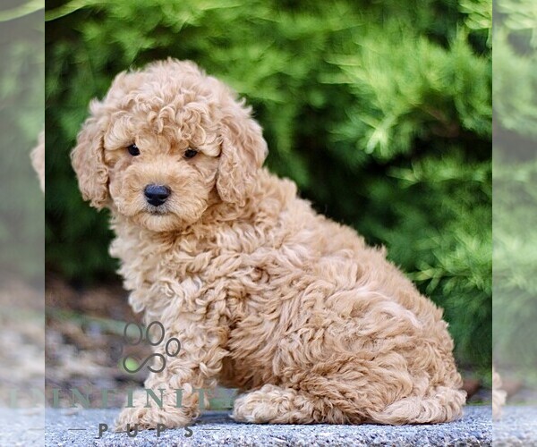 Medium Photo #3 Goldendoodle (Miniature) Puppy For Sale in KINZERS, PA, USA