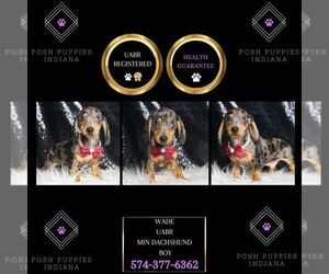 Dachshund Puppy for sale in WARSAW, IN, USA