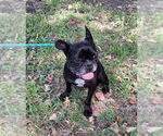 Small #3 French Bulldog Mix
