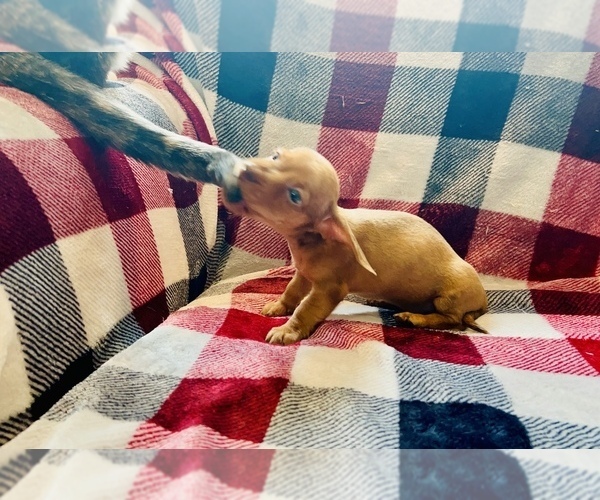 Medium Photo #20 Dachshund Puppy For Sale in THREE RIVERS, MI, USA