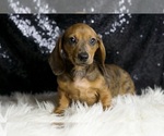 Small #3 Dachshund