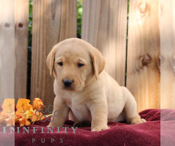 Medium Photo #5 Labrador Retriever Puppy For Sale in SHIPPENSBURG, PA, USA