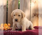 Ryder - Male Labrador Retriever Puppy for Sale - Photo #5