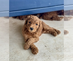 Goldendoodle Puppy for sale in LEANDER, TX, USA