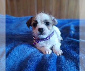 Malchi Puppy for sale in WOBURN, MA, USA