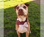 Small #3 American Staffordshire Terrier Mix