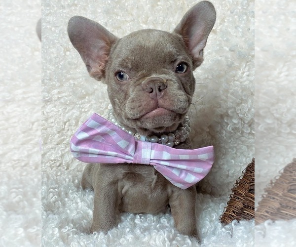 Medium Photo #5 French Bulldog Puppy For Sale in GREENVILLE, TX, USA