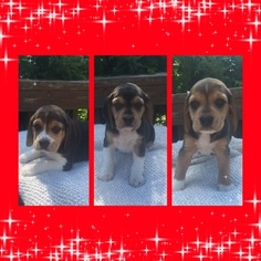 Beagle Puppy for sale in ELKRIDGE, MD, USA