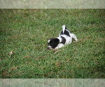 Small Photo #3 Jack Russell Terrier Puppy For Sale in APPLE GROVE, WV, USA