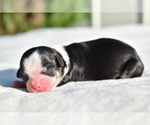 Small #1 Auss-Tzu