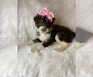 Australian Shepherd-Poodle (Toy) Mix Puppy for sale in BEECH GROVE, IN, USA