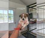 Small #1 Mutt