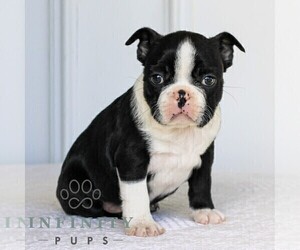 Boston Terrier Puppy for sale in MANHEIM, PA, USA