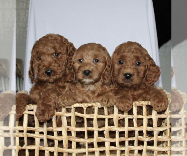 Medium Photo #4 Goldendoodle (Miniature) Puppy For Sale in GAP, PA, USA