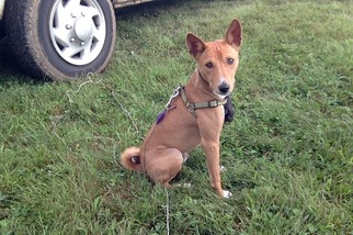 Basenji Puppy for sale in WICKLIFFE, OH, USA