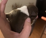 Small Photo #9 Boston Terrier Puppy For Sale in JACKSONVILLE, NC, USA