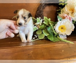 Shetland Sheepdog Puppy for sale in KINGSPORT, TN, USA
