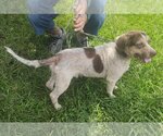 Small Photo #6 Beagle Puppy For Sale in Tampa, FL, USA