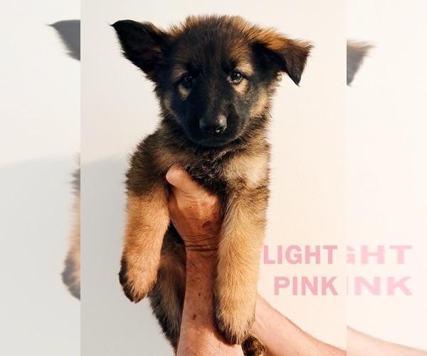 Medium Photo #1 German Shepherd Dog Puppy For Sale in CULLEOKA, TN, USA