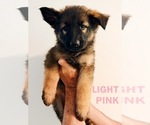 Puppy Light Pink German Shepherd Dog