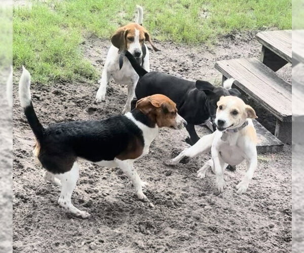 Medium Photo #7 Toy Rat Doxie Puppy For Sale in Sanford, FL, USA