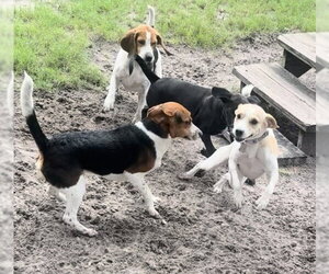 Stretch - Male Toy Rat Doxie Dog for Adoption - Photo #7