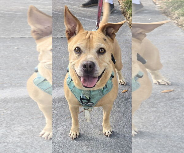 Medium Photo #5 American Pit Bull Terrier-Unknown Mix Puppy For Sale in Miami, FL, USA