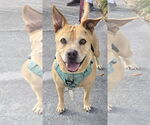 Small #4 American Pit Bull Terrier Mix