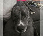 Small #2 Mutt