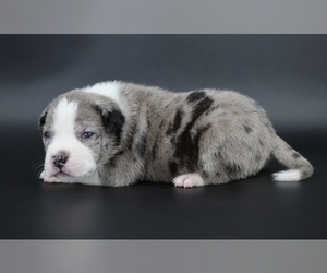 American Bully Puppy for sale in CHAMPAIGN, IL, USA
