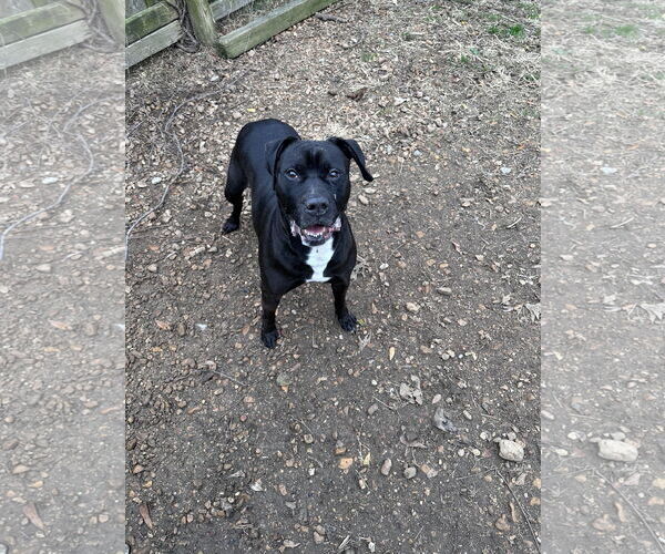 Medium Photo #2 American Staffordshire Terrier-Unknown Mix Puppy For Sale in Jackson, MS, USA