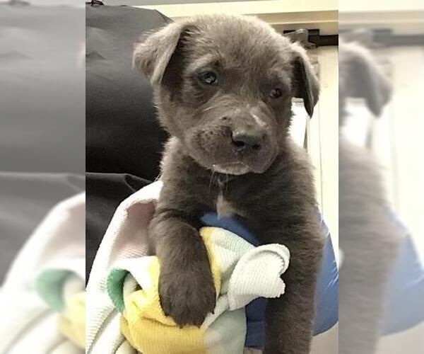 Medium Photo #1 American Pit Bull Terrier-Labrador Retriever Mix Puppy For Sale in Riverside, CA, USA