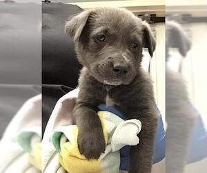 American Pit Bull Terrier-Labrador Retriever Mix Dogs for adoption in Riverside, CA, USA