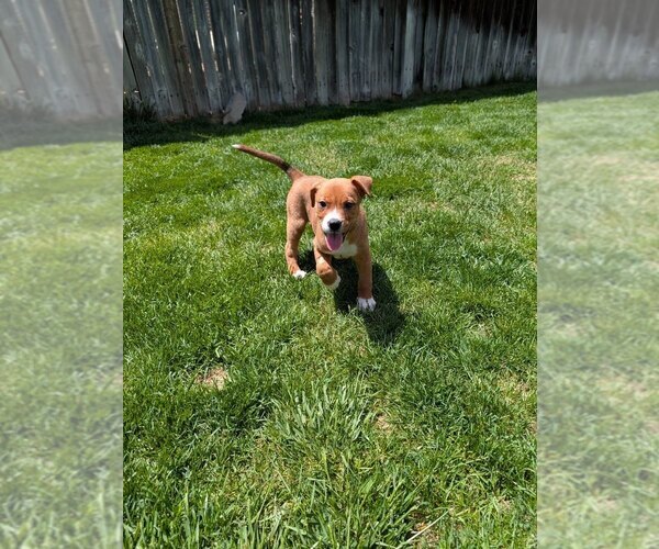Medium Photo #11 Bulldog-Unknown Mix Puppy For Sale in Lakewood, CO, USA